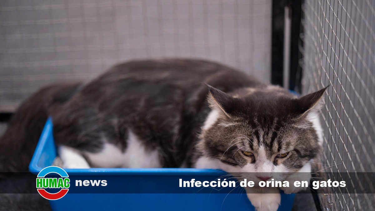 infección de orina en gatos