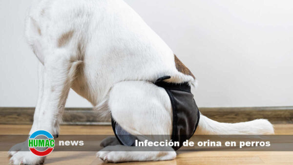 Infección de orina en perros: Causas, cuidados y tratamiento