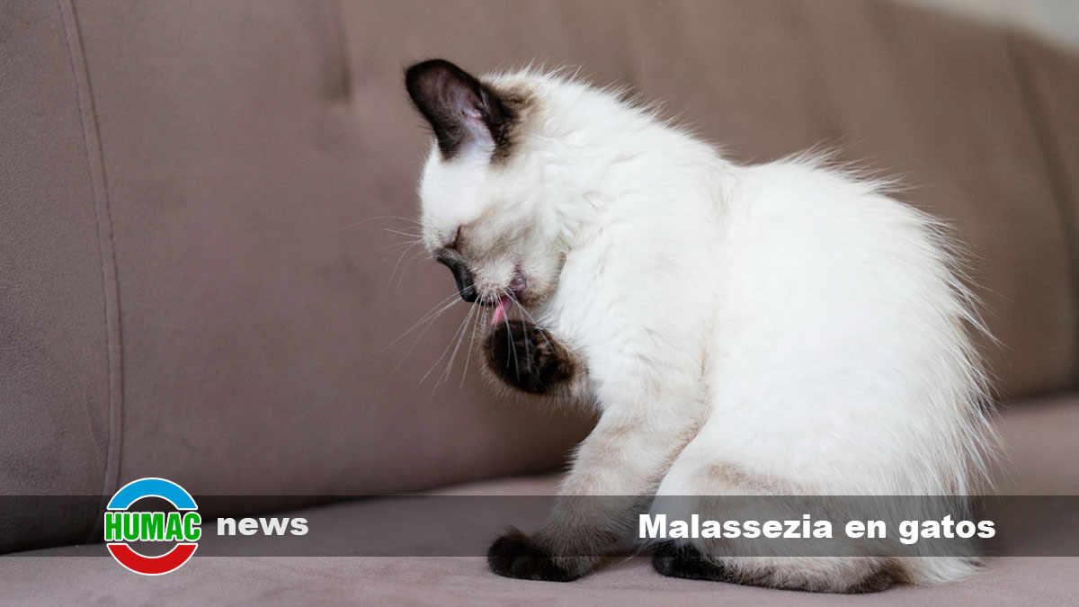 Malassezia en gatos: Qué es, síntomas y tratamiento