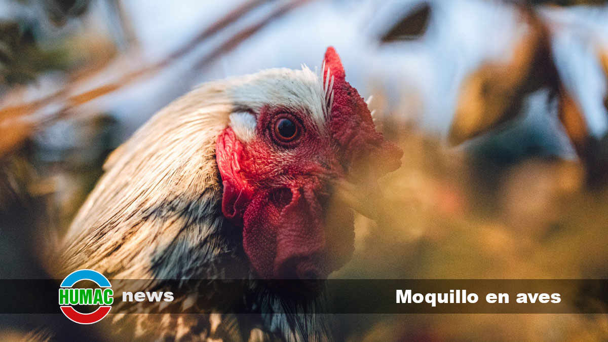 moquillo en aves