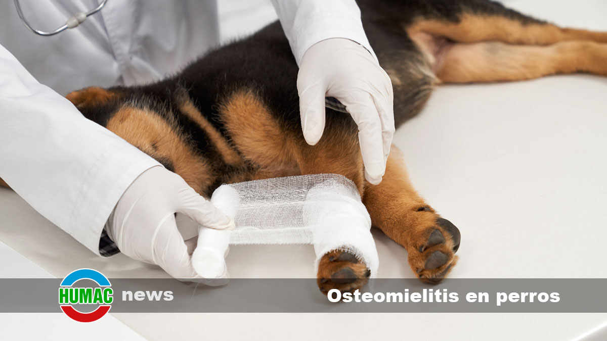 osteomielitis en perros