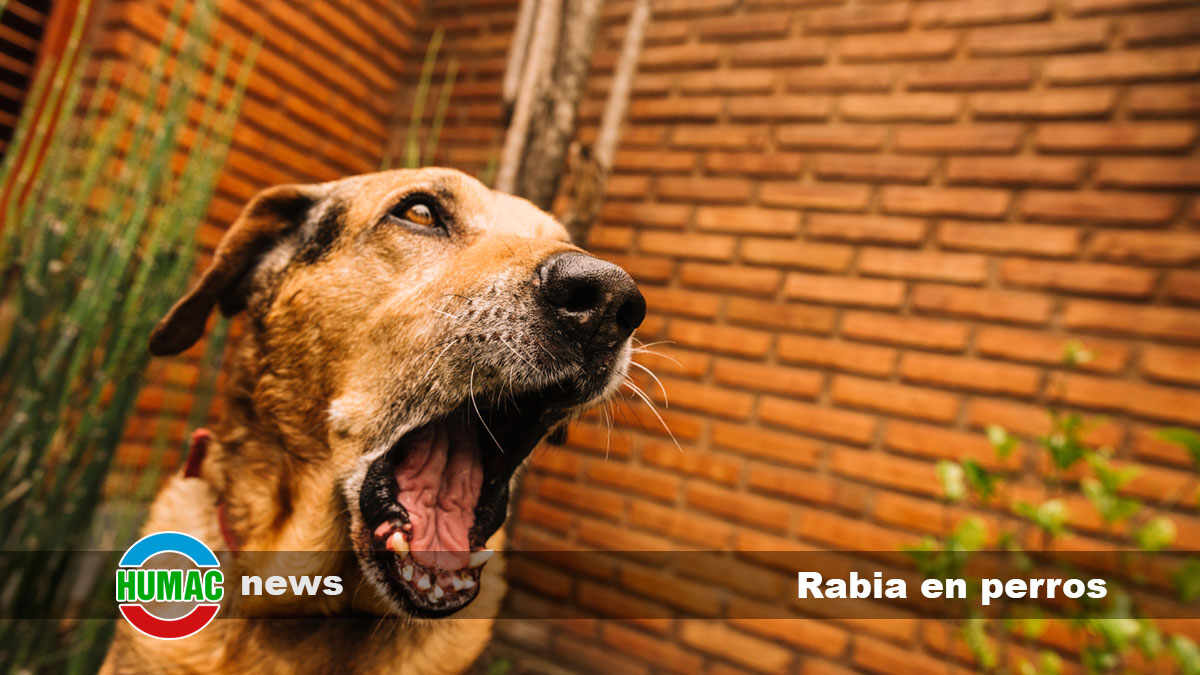 rabia en perros