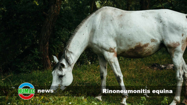 Rinoneumonitis equina: Causas, síntomas y tratamiento