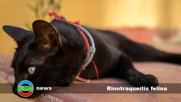 Rinotraqueítis felina: Causas, síntomas y tratamiento