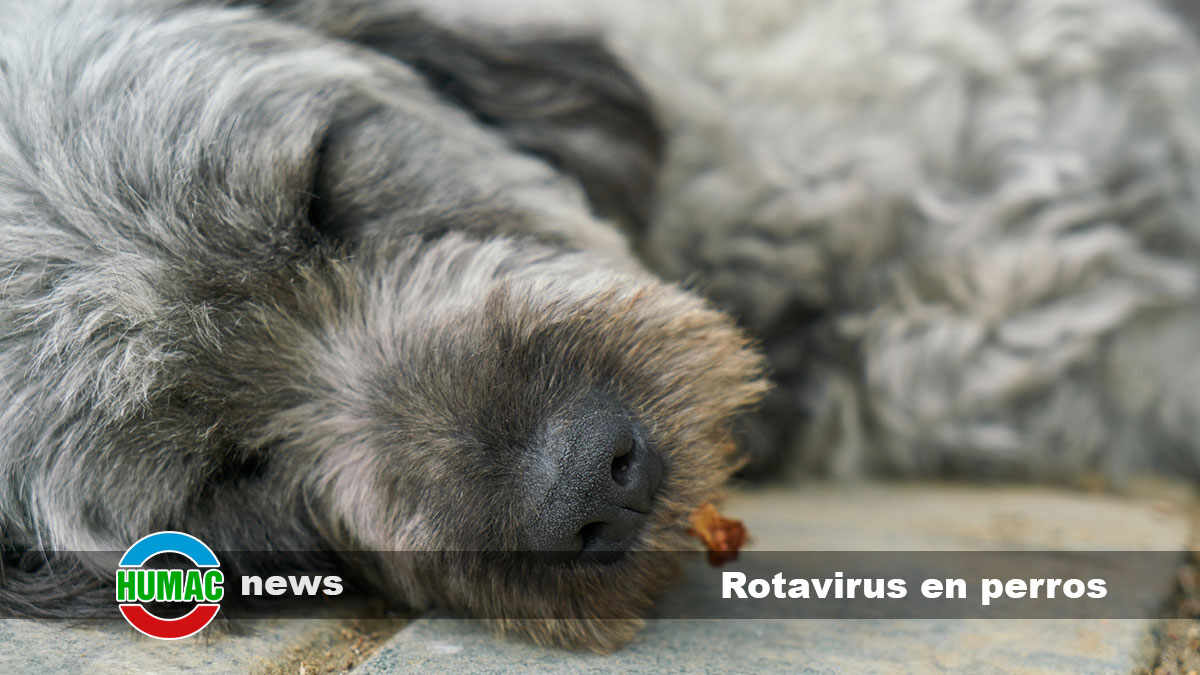 rotavirus en perros