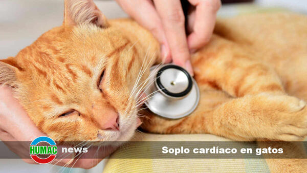 Soplo cardíaco en gatos: Síntomas, causas y tratamiento