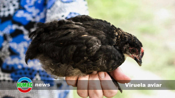 Viruela aviar: Causas, síntomas y tratamiento