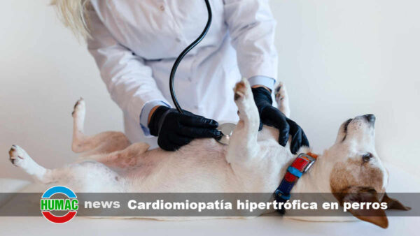 Cardiomiopatía hipertrófica en perros: Síntomas, causas y tratamiento