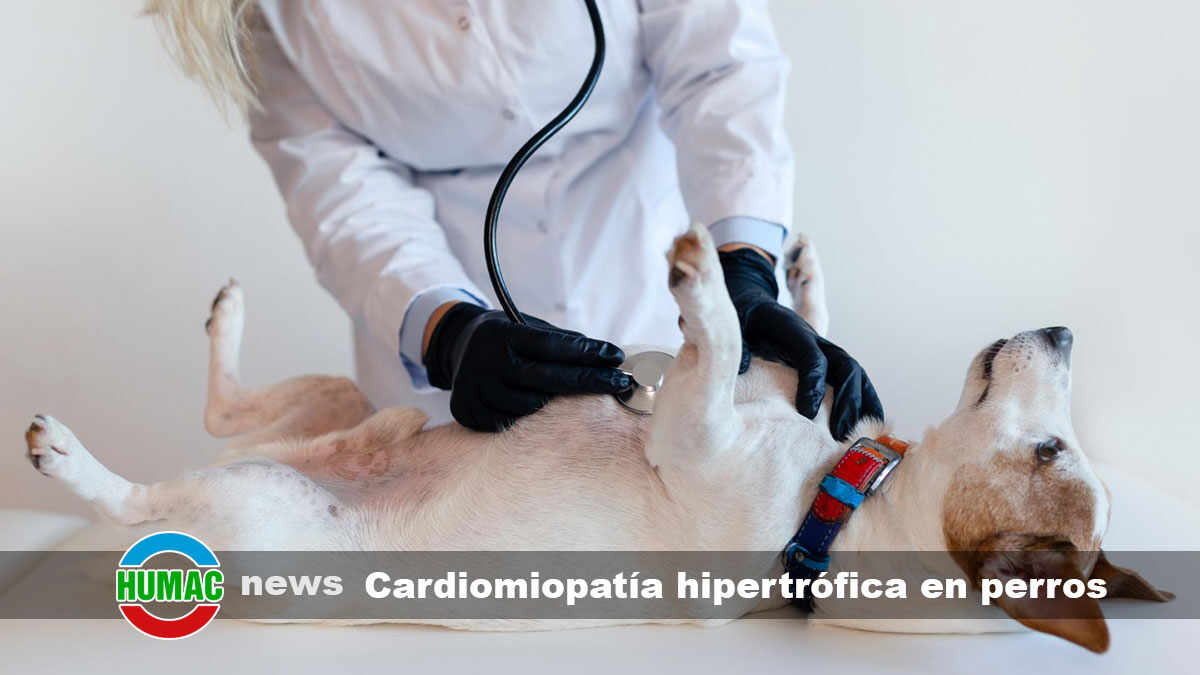 cardiomiopatía hipertrófica en perros