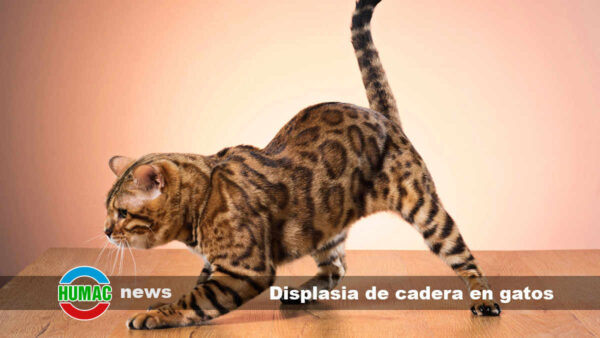 Displasia de cadera en gatos: Síntomas, causas y tratamiento