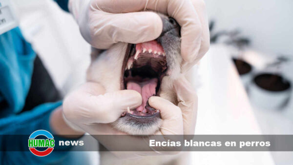 Encías blancas en perros: Síntomas, causas y tratamiento