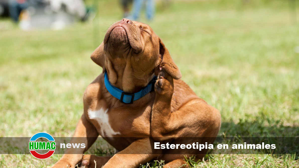 estereotipia en animales