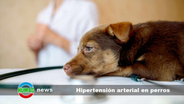 Hipertensión arterial en perros: Síntomas, causas y tratamiento