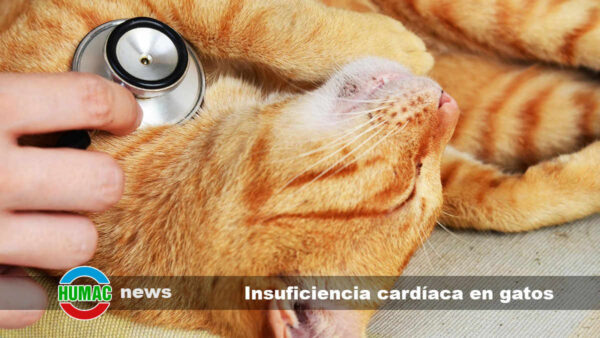 Insuficiencia cardíaca en gatos: Síntomas, causas y tratamiento