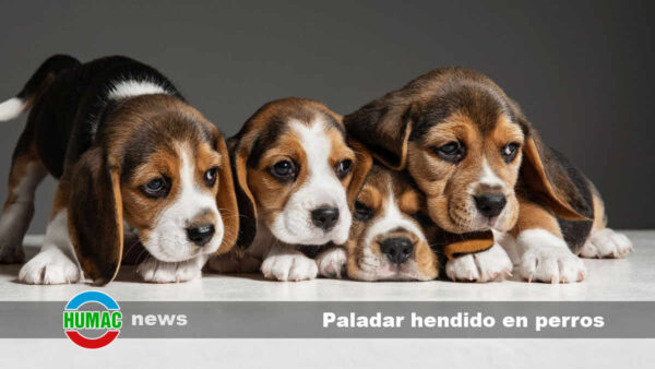 Paladar hendido en perros: Síntomas, causas y cirugía