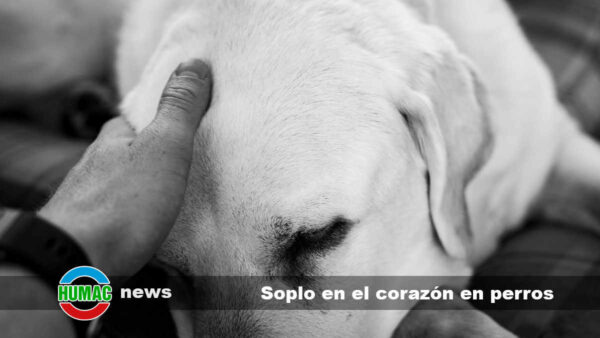 Soplo en el corazón en perros: Síntomas, causas y tratamiento